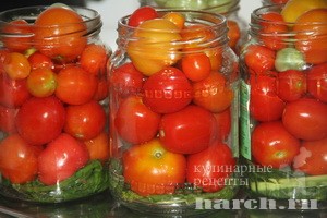 pomidory galina_1